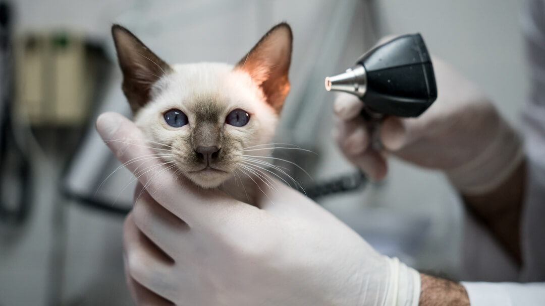 Flea mite treatment outlet cats